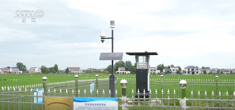 全国早稻进入生长关键期 “智能设备+科学田管”让丰收底色更亮眼