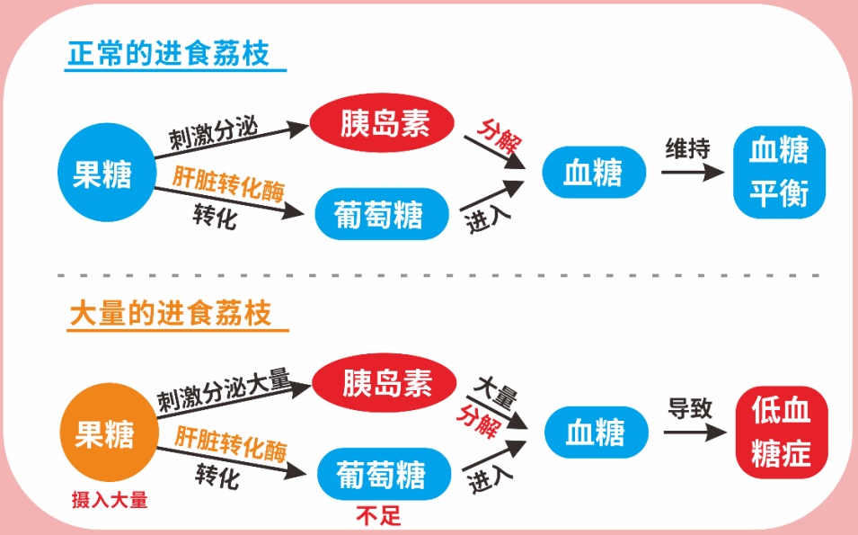 荔枝这么甜,为什么还能吃出低血糖? 荔枝这么甜,为什么还能吃出低血糖?