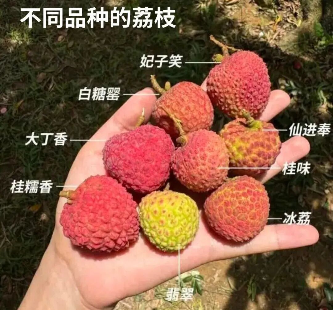 荔枝这么甜,为什么还能吃出低血糖? 荔枝这么甜,为什么还能吃出低血糖?