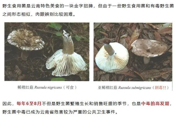 食菌季！昆明被划定4个高风险地区，7个中风险地区