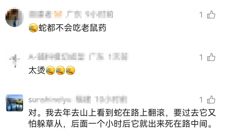 马路上惊现近2米长蛇翻滚“跳舞”，专家： 是滑鼠蛇，要么受伤了，要么吃到“毒老鼠”