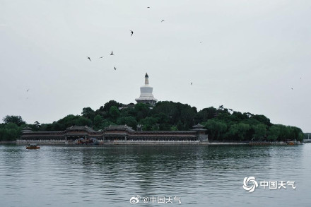 雨意渐浓 北海公园上演燕子低飞雨将至