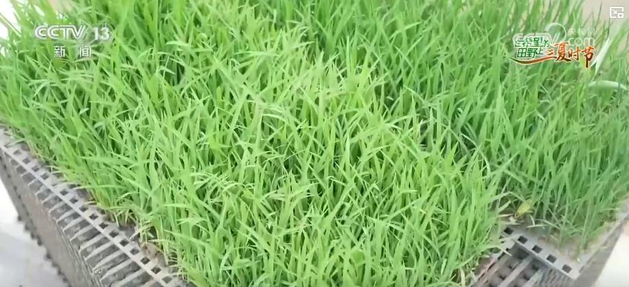 水稻插秧进入高峰期 新技术助力增产增收