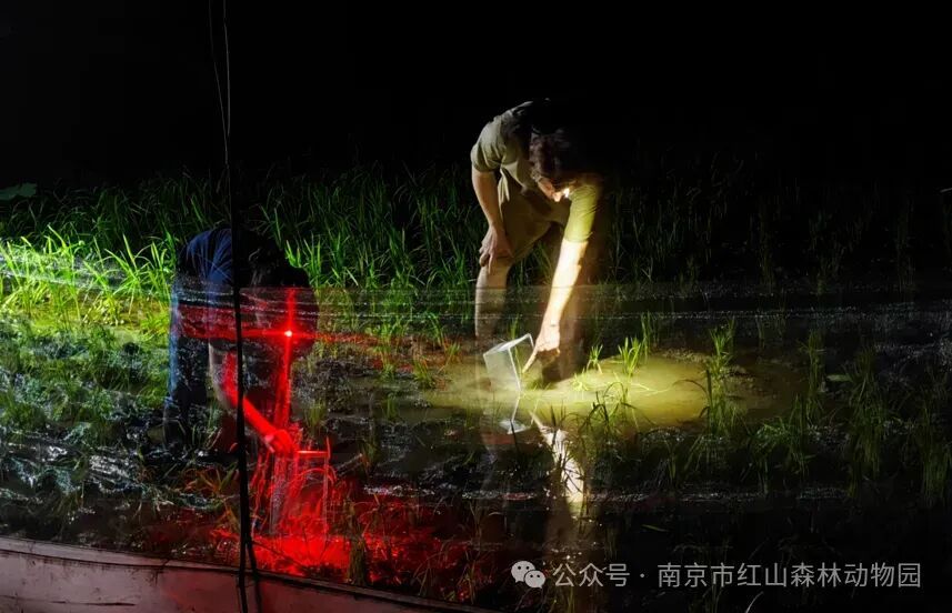 南京红山动物园租了块农田，只为给无斑雨蛙一个家！
