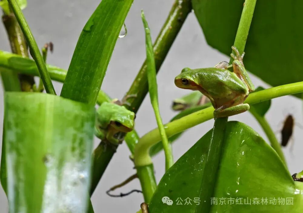 南京红山动物园租了块农田，只为给无斑雨蛙一个家！