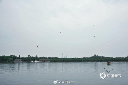雨意渐浓 北海公园上演燕子低飞雨将至