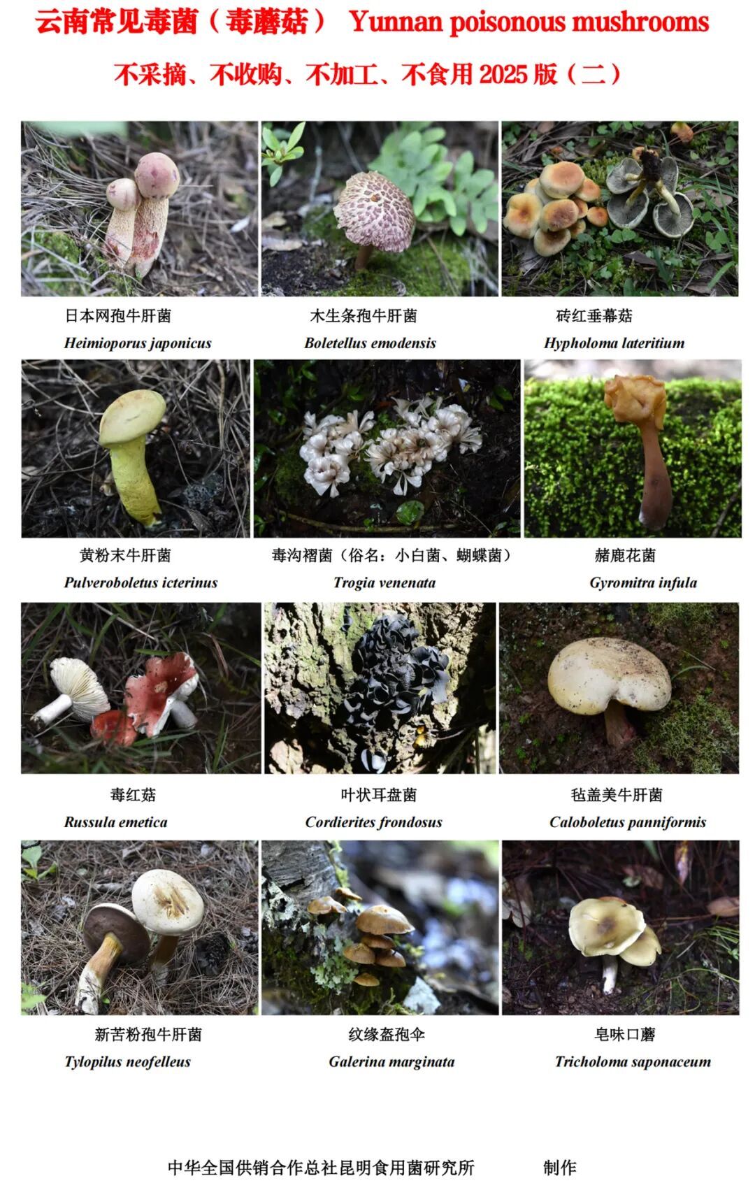 2026版云南野生菌中毒风险地图发布！昆明这4地高风险→
