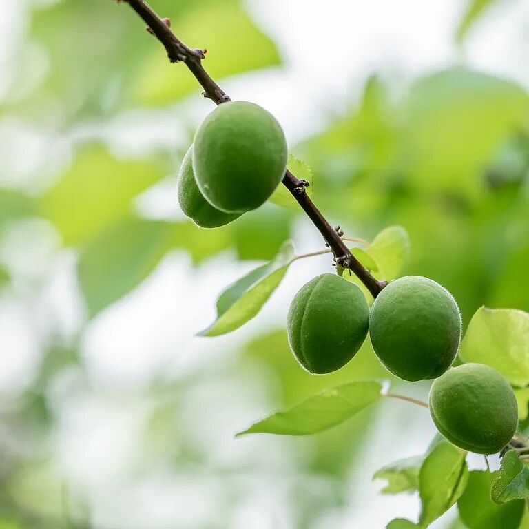 提醒!路边这些园林花果不能随便摘!小心吃进医院...... 提醒!路边这些园林花果不能随便摘!小心吃进医院......