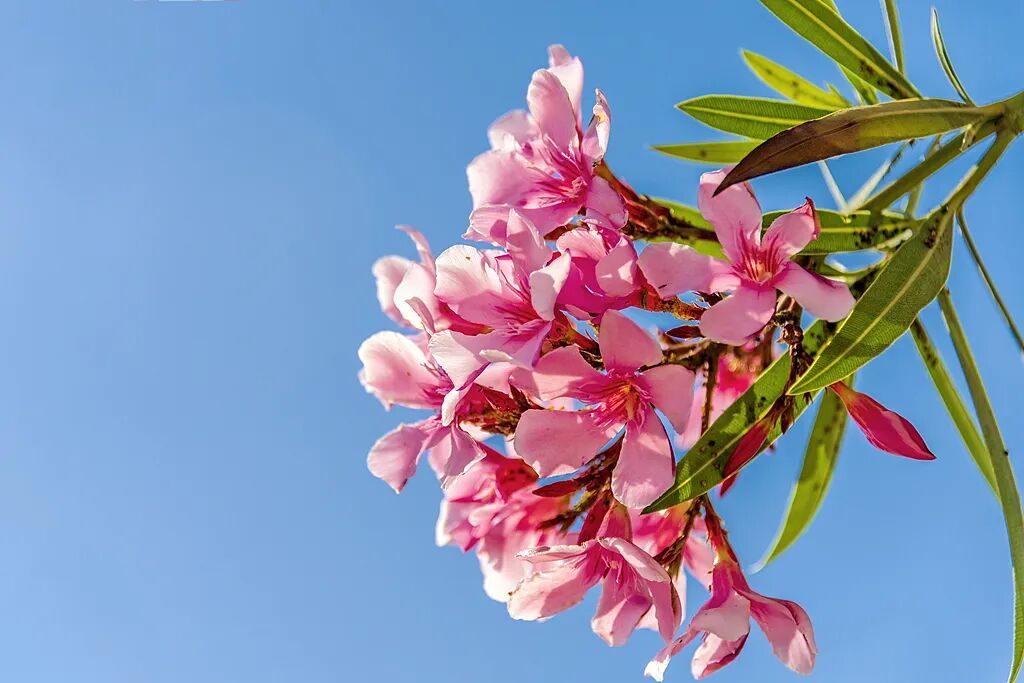 提醒!路边这些园林花果不能随便摘!小心吃进医院...... 提醒!路边这些园林花果不能随便摘!小心吃进医院......