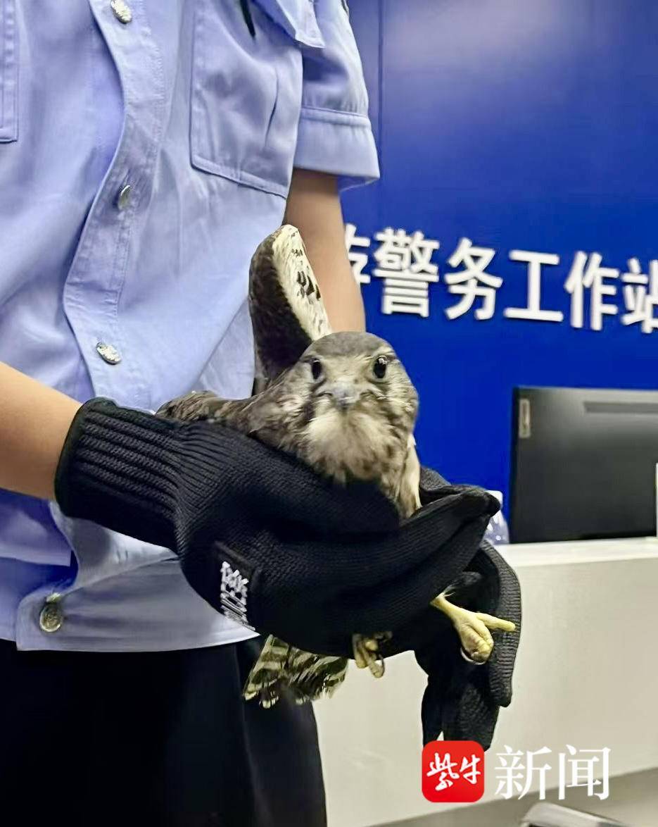 警民接力呵护，这只受伤的国家二级保护动物红隼很幸运