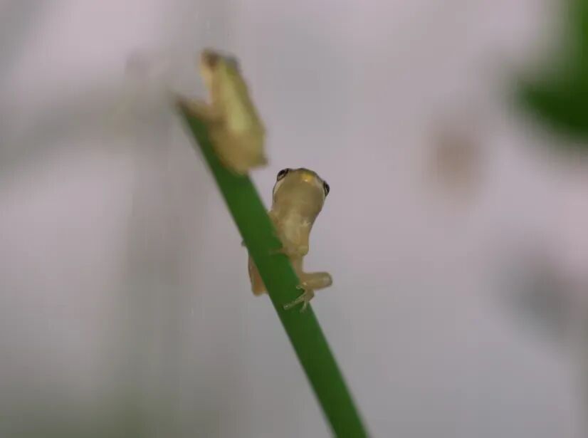 南京红山动物园租了块农田，只为给无斑雨蛙一个家！