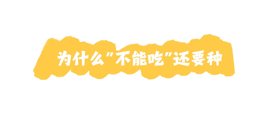 提醒!路边这些园林花果不能随便摘!小心吃进医院...... 提醒!路边这些园林花果不能随便摘!小心吃进医院......