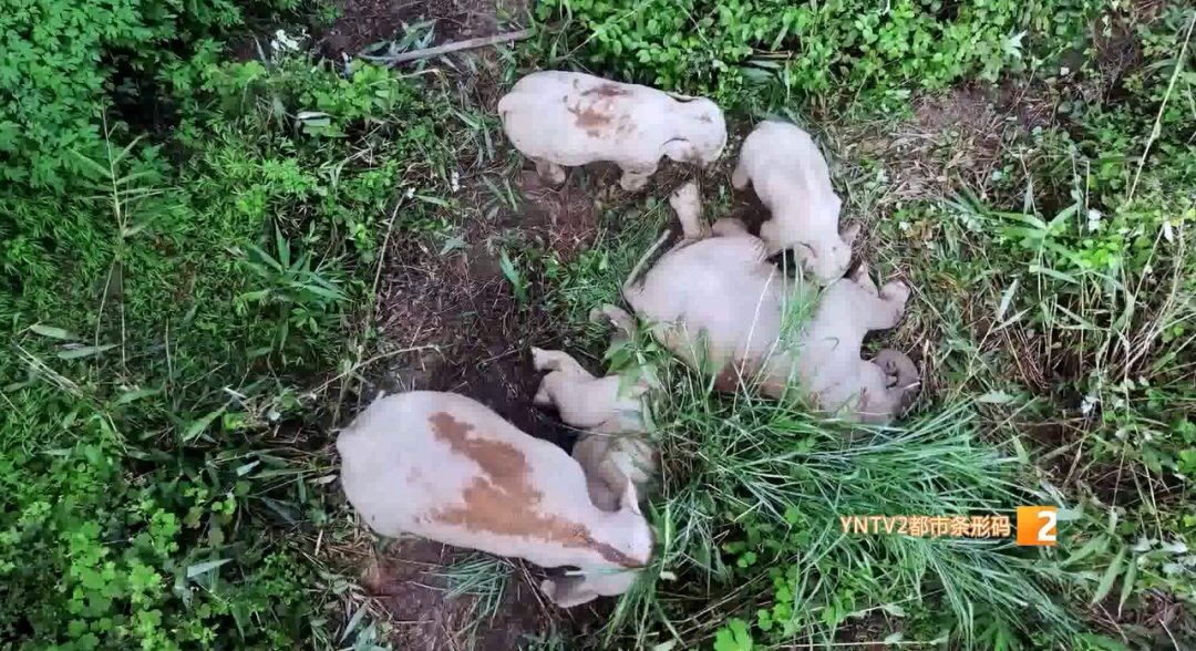 颠覆认知!西双版纳野象罕见一幕:主动进食象粪,专家揭秘背后硬核真相 颠覆认知!西双版纳野象罕见一幕:主动进食象粪,专家揭秘背后硬核真相