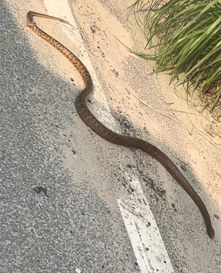 马路上惊现近2米长蛇翻滚“跳舞”，专家： 是滑鼠蛇，要么受伤了，要么吃到“毒老鼠”