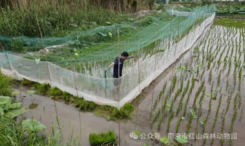 南京红山动物园租了块农田，只为给无斑雨蛙一个家！