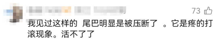 马路上惊现近2米长蛇翻滚“跳舞”，专家： 是滑鼠蛇，要么受伤了，要么吃到“毒老鼠”