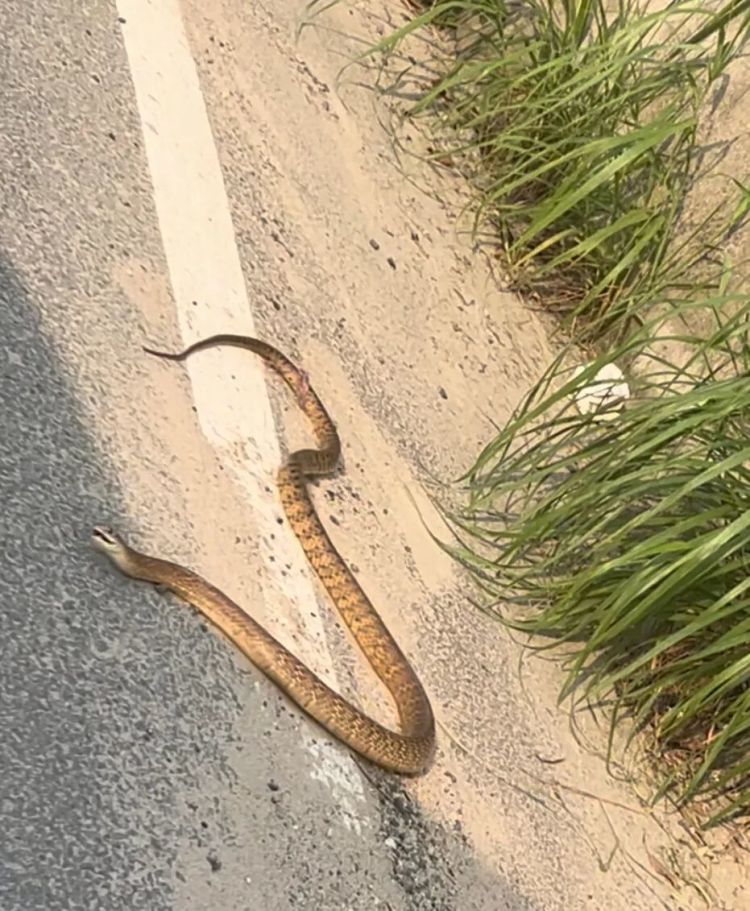 马路上惊现近2米长蛇翻滚“跳舞”，专家： 是滑鼠蛇，要么受伤了，要么吃到“毒老鼠”
