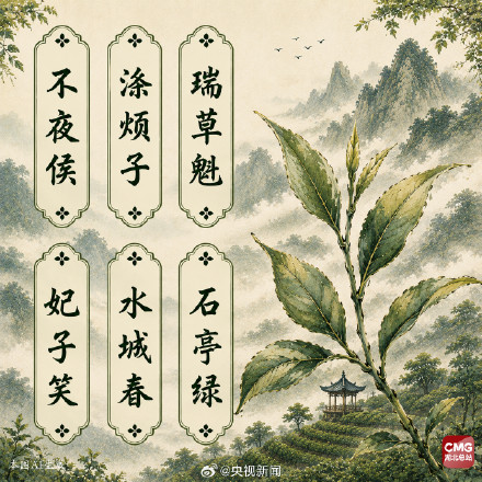 中国人有多会起名这些茶叶告诉你! 中国人有多会起名这些茶叶告诉你!