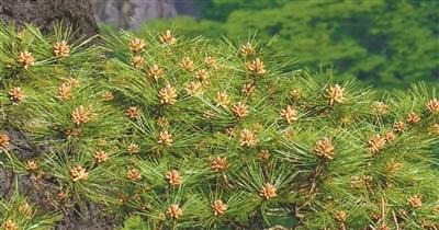 迎客松迎来花期(走近自然) 迎客松迎来花期(走近自然)