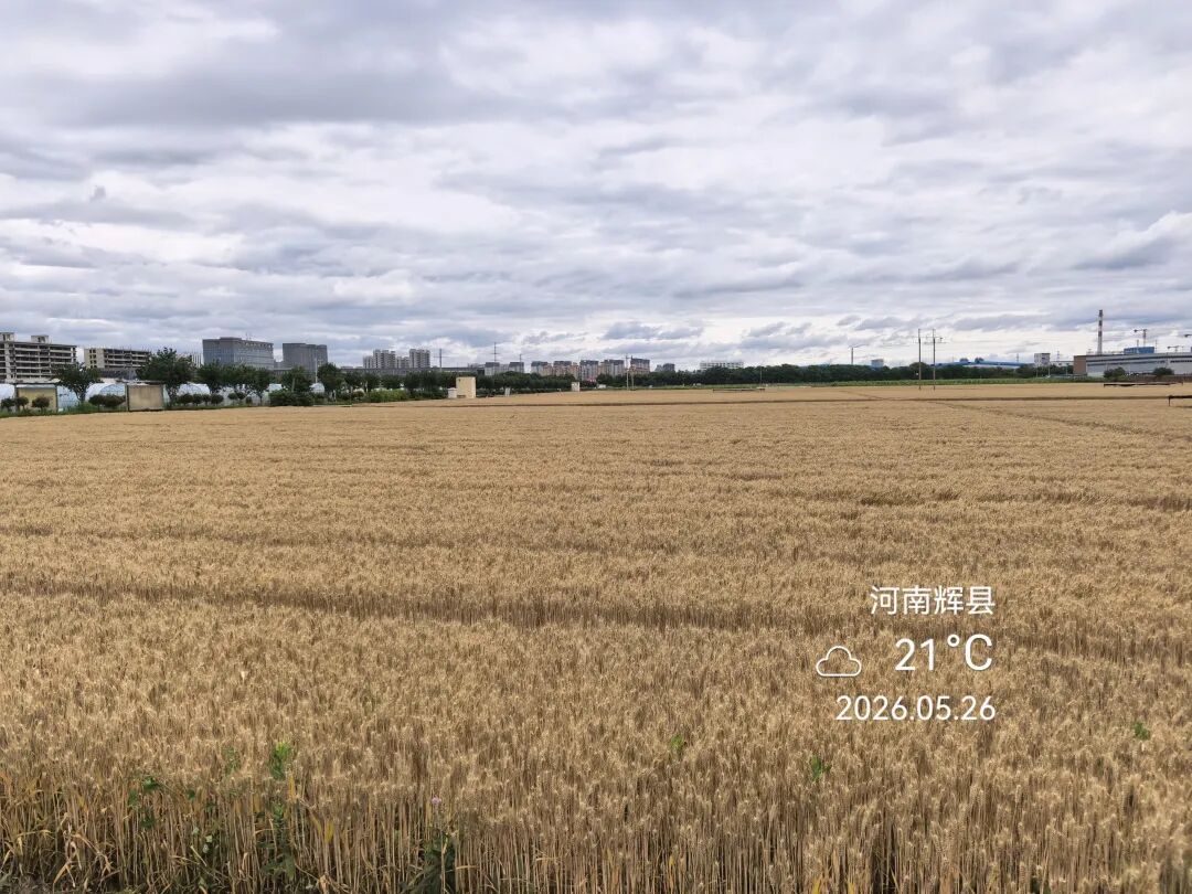 雨停了，别松劲！记好麦收“四字诀”→