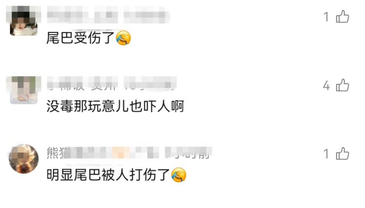 马路上惊现近2米长蛇翻滚“跳舞”，专家： 是滑鼠蛇，要么受伤了，要么吃到“毒老鼠”