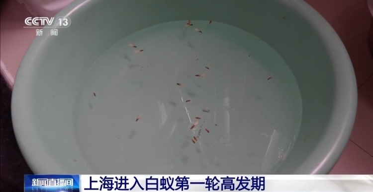 上海进入白蚁高发期 专家提醒:须找专业人士处理 上海进入白蚁高发期 专家提醒:须找专业人士处理