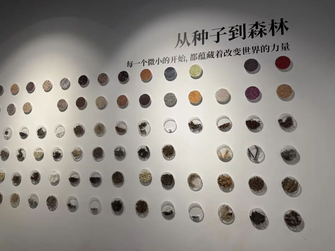 确认了！时隔30年，梨眼天牛重现上海