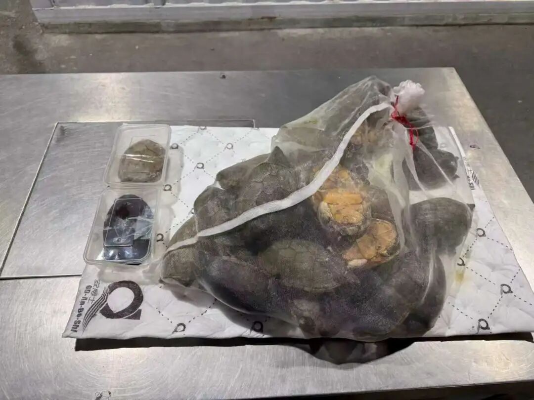 海关在一辆跨境客车后尾箱加装的音响盖板下方,查获濒危埃雷拉动胸龟34只 海关在一辆跨境客车后尾箱加装的音响盖板下方,查获濒危埃雷拉动胸龟34只