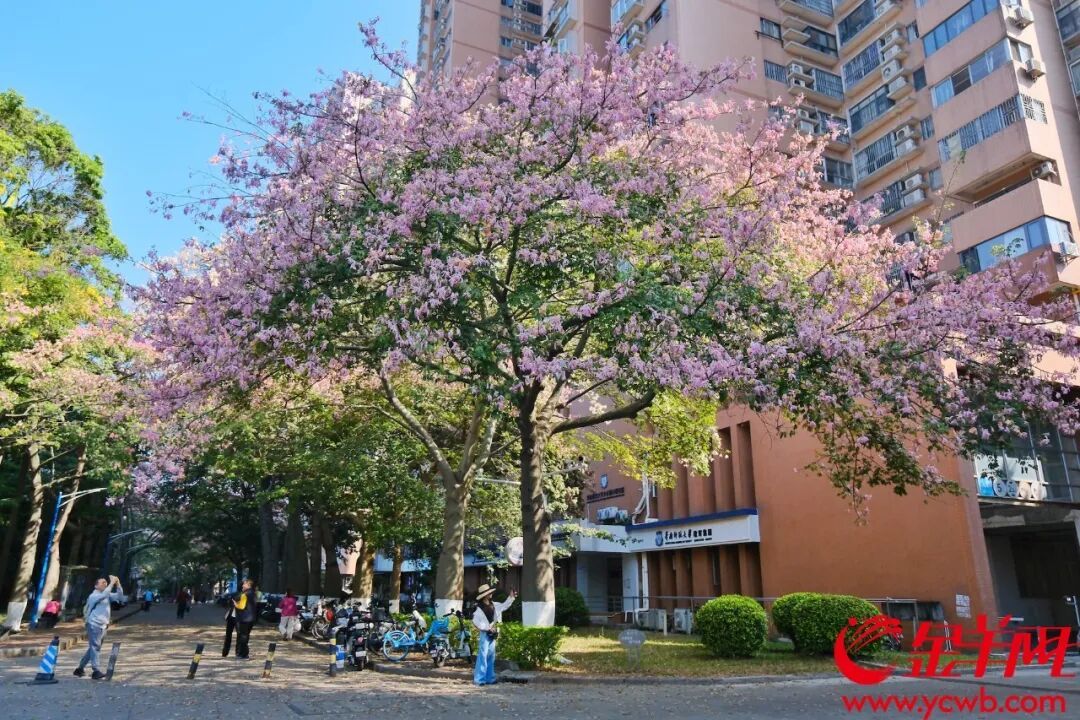 高校“预约码”竟被黄牛高价倒卖，广东省教育厅上线民声热线回应热点教育话题