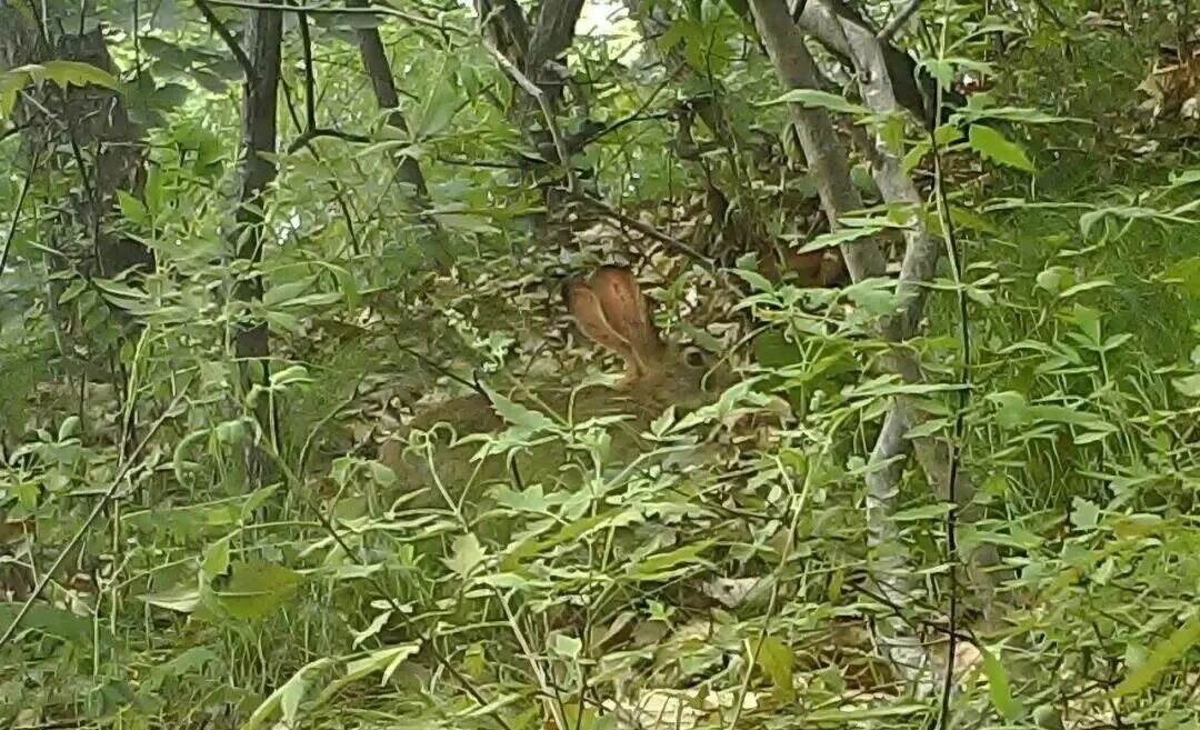 山东这里监测到国家二级保护野生动物豹猫！