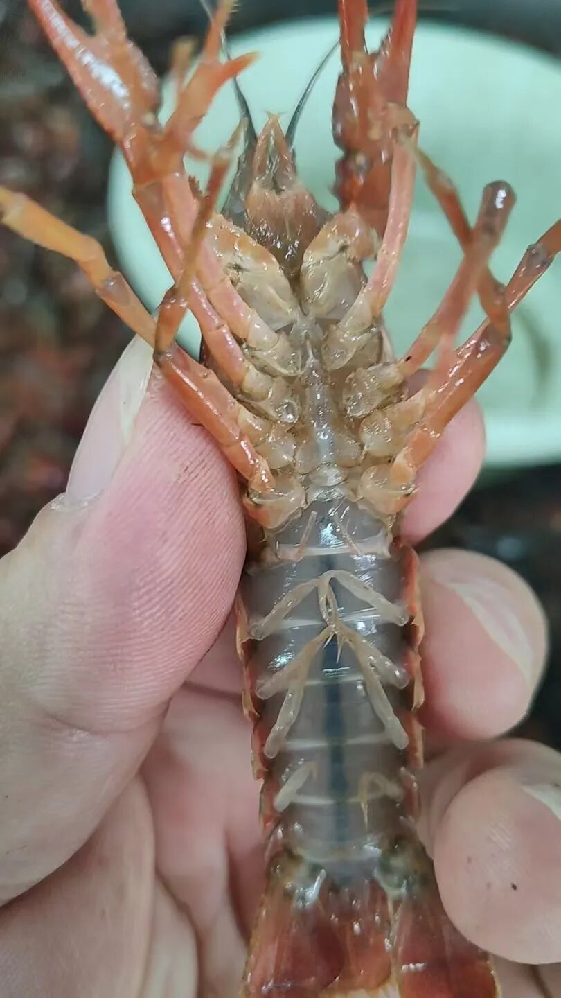 用“洗虾粉”洗出来的小龙虾到底能不能吃?专家提醒:成分中含草酸的存在健康风险 用“洗虾粉”洗出来的小龙虾到底能不能吃?专家提醒:成分中含草酸的存在健康风险