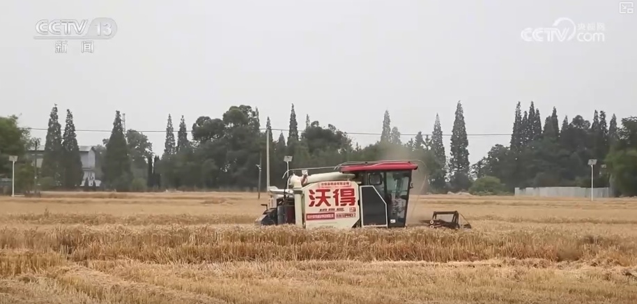 粮食生产“下半程”提速变快 做好“农业+”更好服务农户增强丰收底气