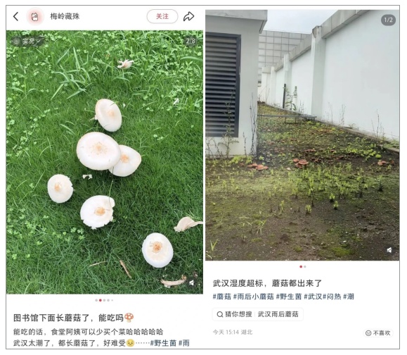 不要碰，更不要吃，武汉街头突然大量涌现