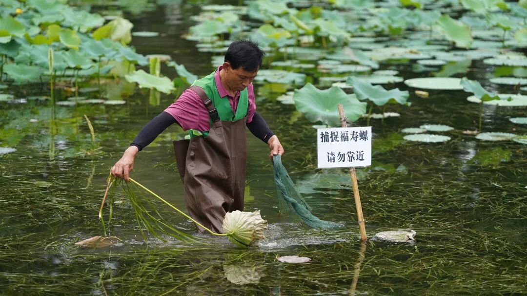 别吃、别碰!一外来入侵物种进入高峰期,食用易感染,严重可致死 别吃、别碰!一外来入侵物种进入高峰期,食用易感染,严重可致死