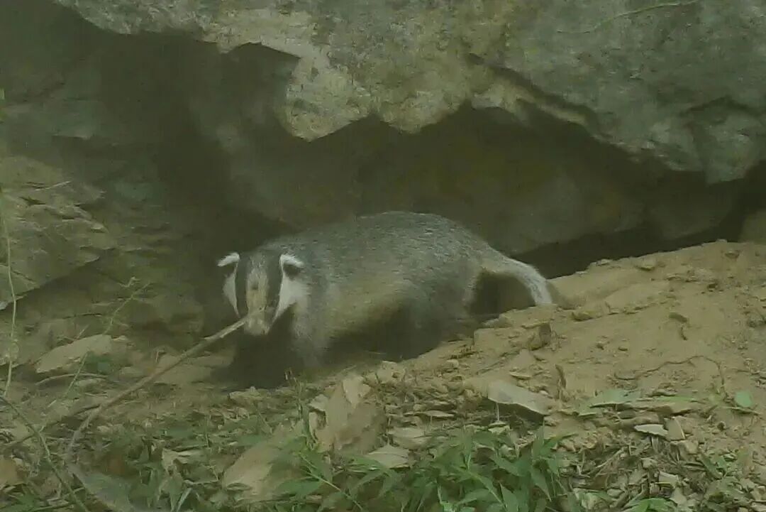 山东这里监测到国家二级保护野生动物豹猫！