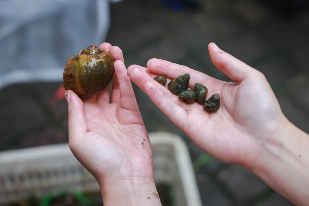 别吃、别碰!一外来入侵物种进入高峰期,食用易感染,严重可致死 别吃、别碰!一外来入侵物种进入高峰期,食用易感染,严重可致死
