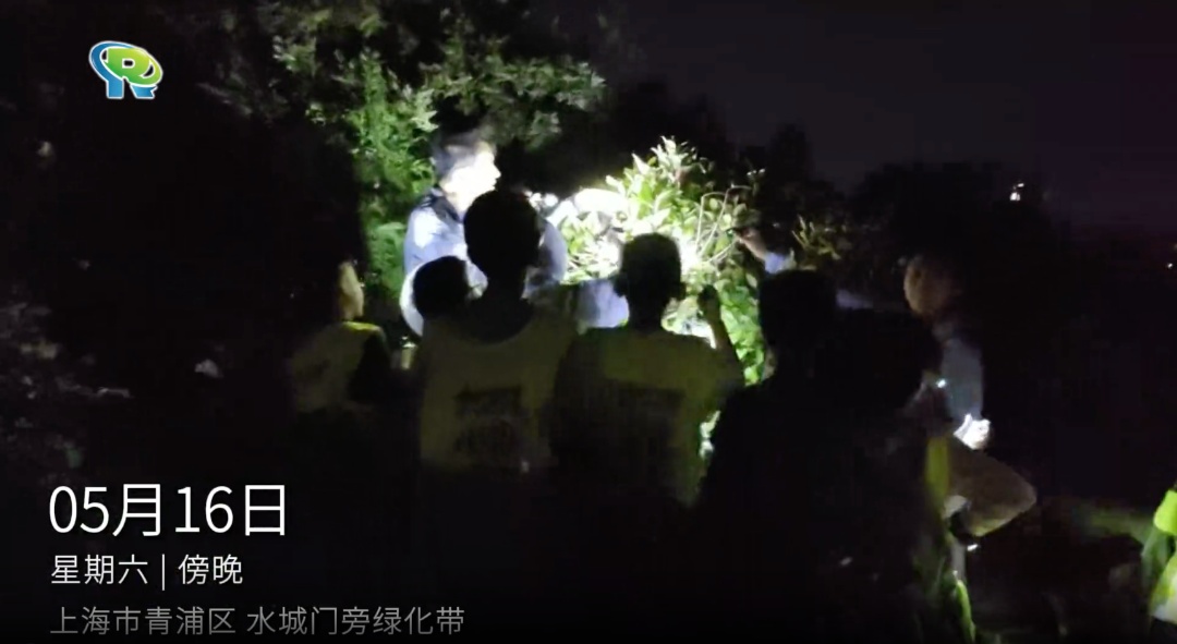 确认了！时隔30年，梨眼天牛重现上海