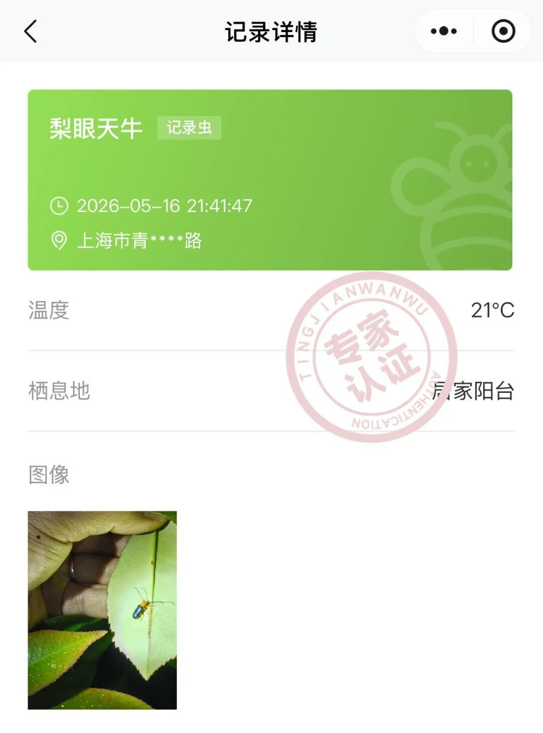 确认了！时隔30年，梨眼天牛重现上海