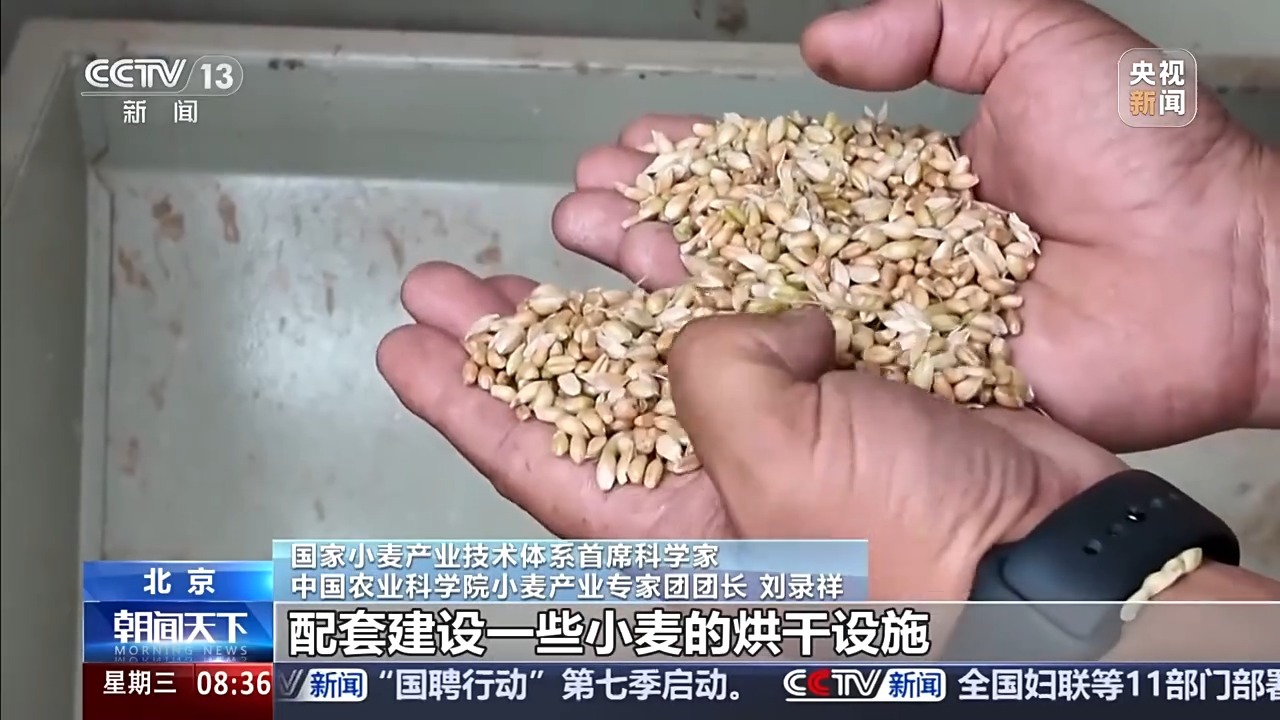“三夏”抢收正值汛期,如何科学开展“龙口夺粮”? “三夏”抢收正值汛期,如何科学开展“龙口夺粮”?