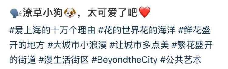 上海顶流今天将拥有正式名字!晨报记者:我当初为什么给它取名“潦草小狗” 上海顶流今天将拥有正式名字!晨报记者:我当初为什么给它取名“潦草小狗”