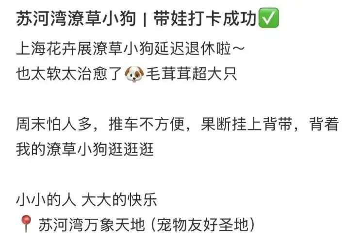 上海顶流今天将拥有正式名字!晨报记者:我当初为什么给它取名“潦草小狗” 上海顶流今天将拥有正式名字!晨报记者:我当初为什么给它取名“潦草小狗”