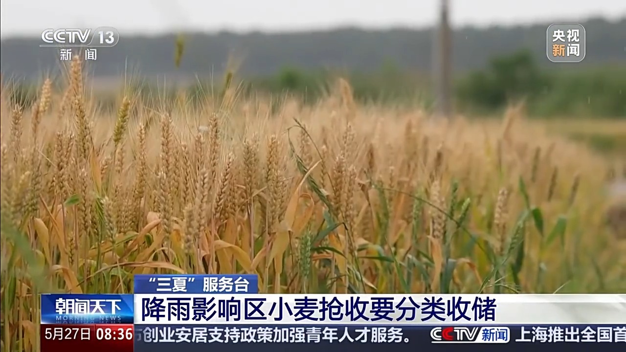 “三夏”抢收正值汛期,如何科学开展“龙口夺粮”? “三夏”抢收正值汛期,如何科学开展“龙口夺粮”?