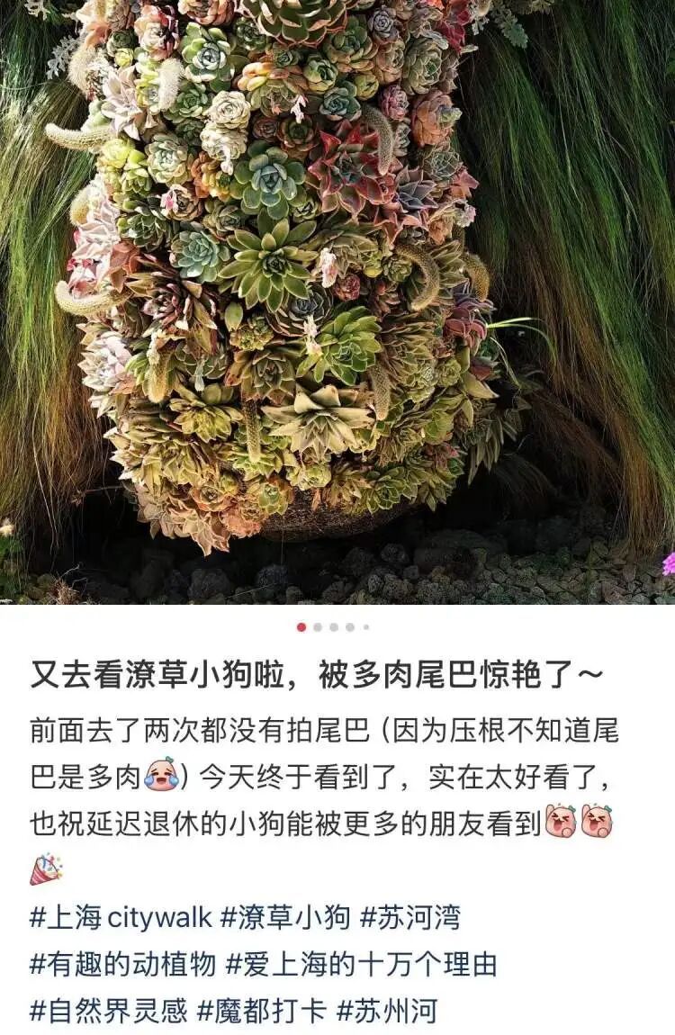 上海顶流今天将拥有正式名字!晨报记者:我当初为什么给它取名“潦草小狗” 上海顶流今天将拥有正式名字!晨报记者:我当初为什么给它取名“潦草小狗”
