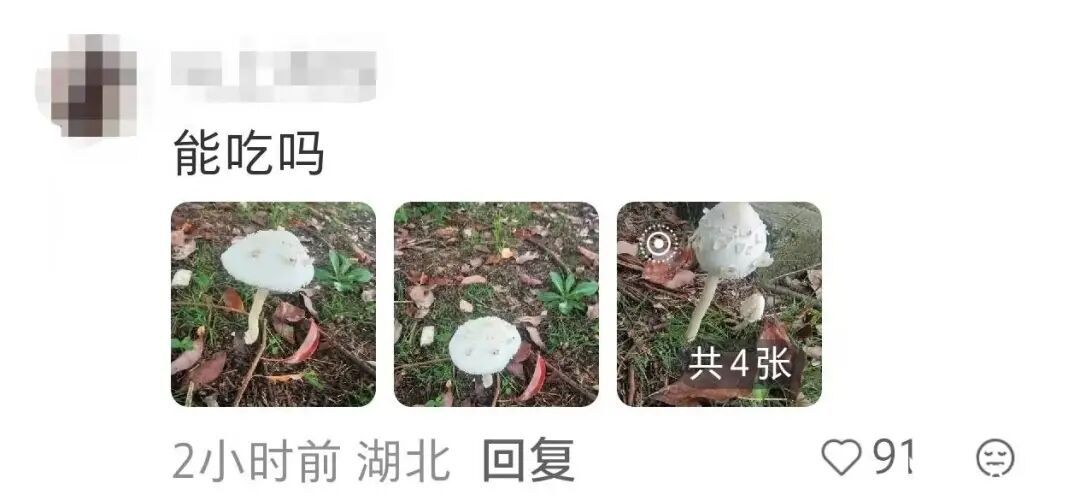不要碰，更不要吃，武汉街头突然大量涌现