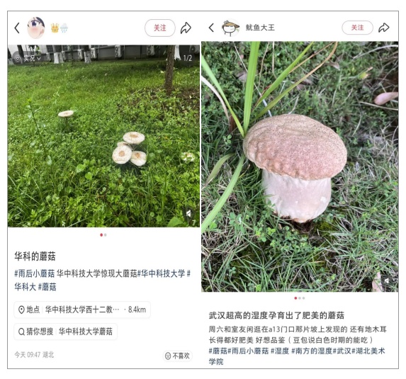 不要碰，更不要吃，武汉街头突然大量涌现