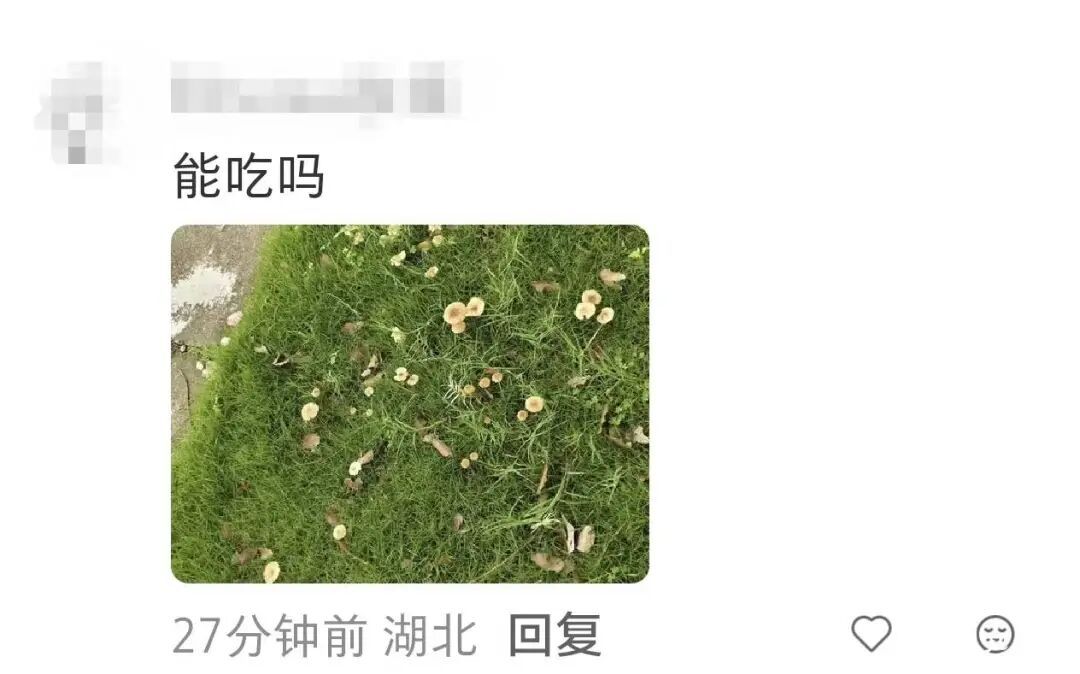 不要碰，更不要吃，武汉街头突然大量涌现