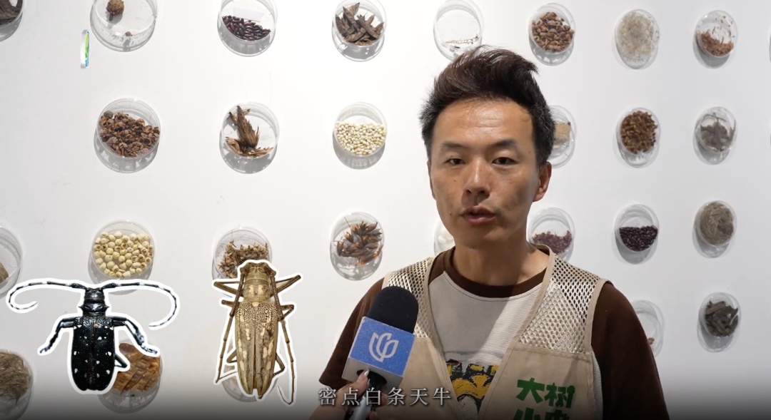 确认了！时隔30年，梨眼天牛重现上海