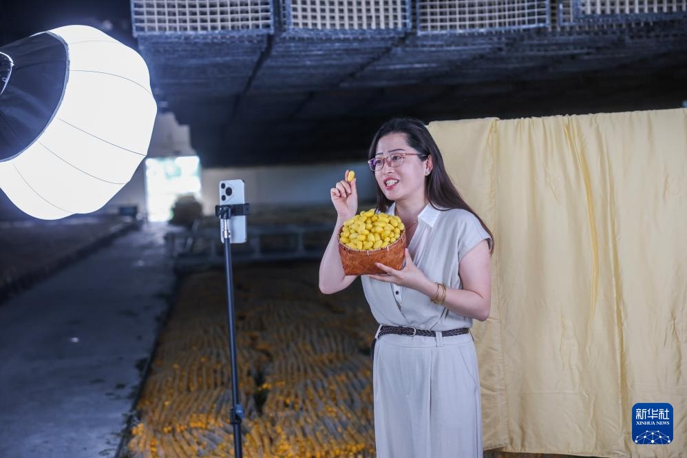 蚕桑之乡迎来黄金茧丰收季 蚕桑之乡迎来黄金茧丰收季