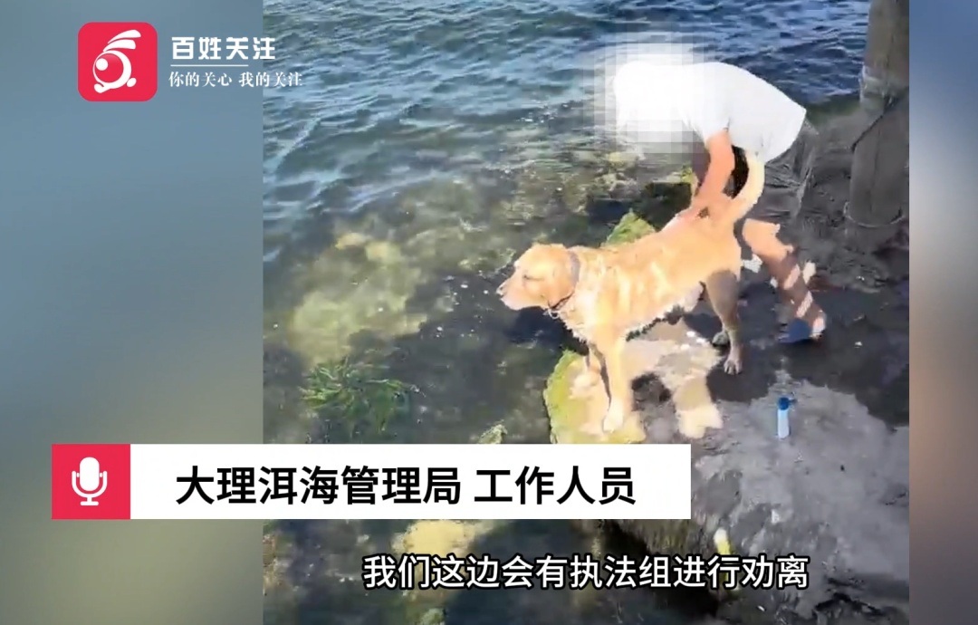 男子在洱海边给狗搓澡引发众怒,沐浴露全部流进洱海!管理局:正在处理,违者将被处罚 男子在洱海边给狗搓澡引发众怒,沐浴露全部流进洱海!管理局:正在处理,违者将被处罚