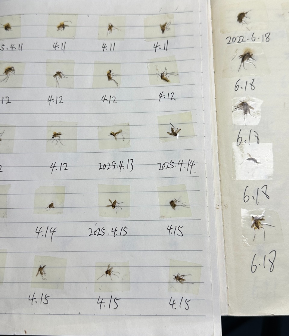 湖南男子自制“灭蚊本”火出圈！灭蚊四年千只蚊子被制成标本，详细记录死亡日期